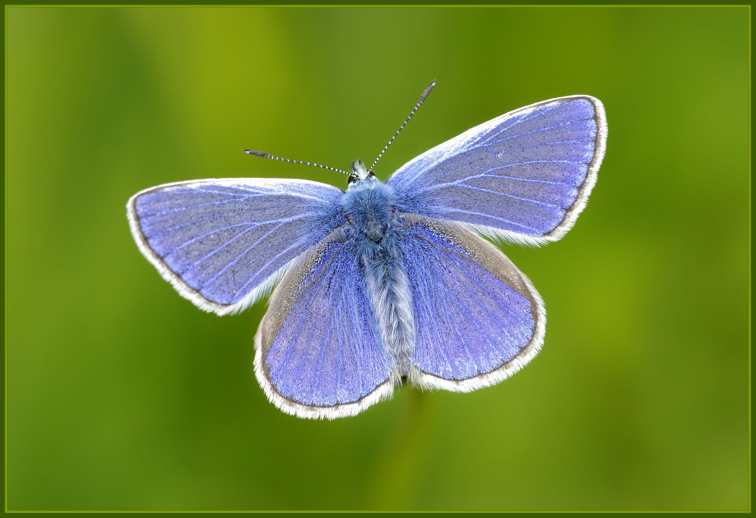 Afbeelding van Icarusblauwtje